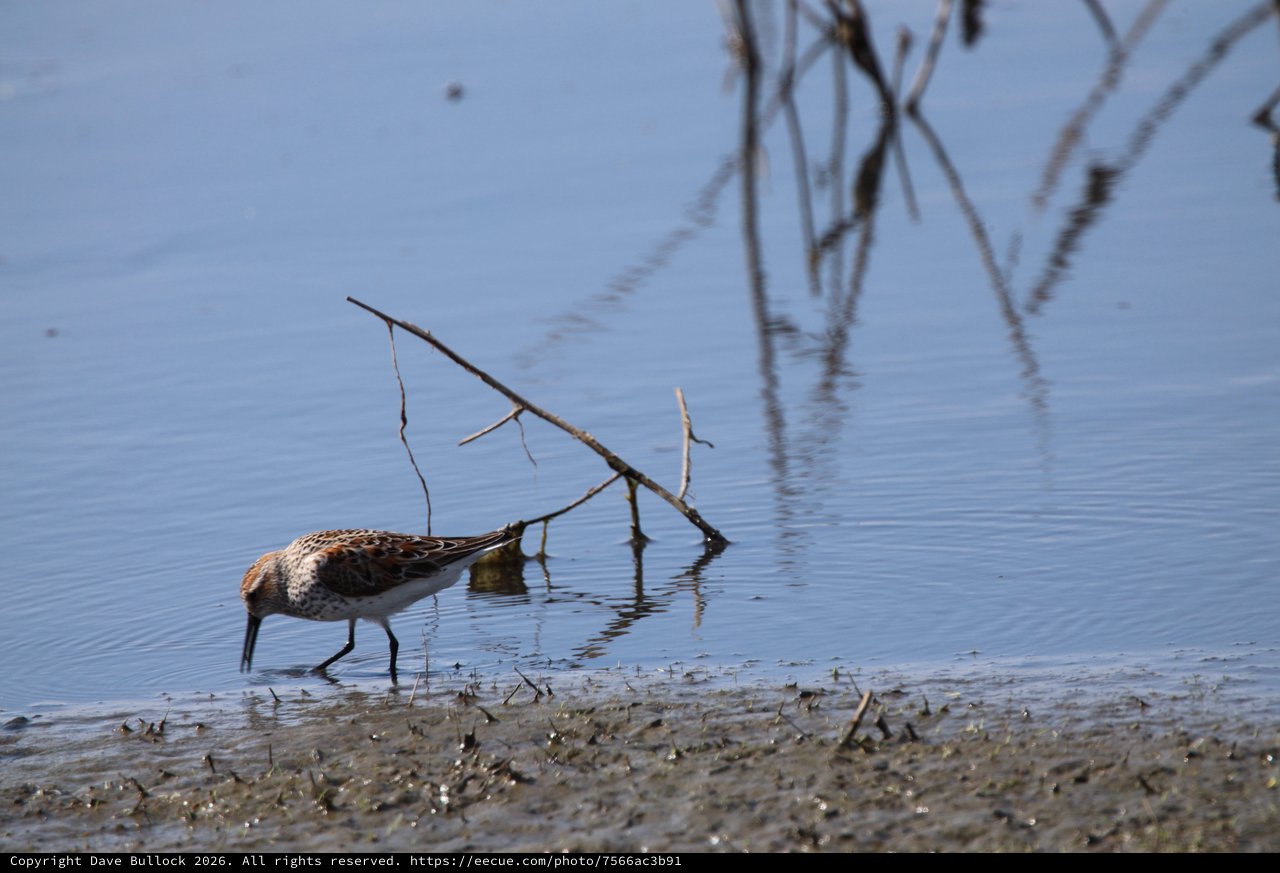 Dunlin Shorebird Foraging in Shallow Wetland Waters