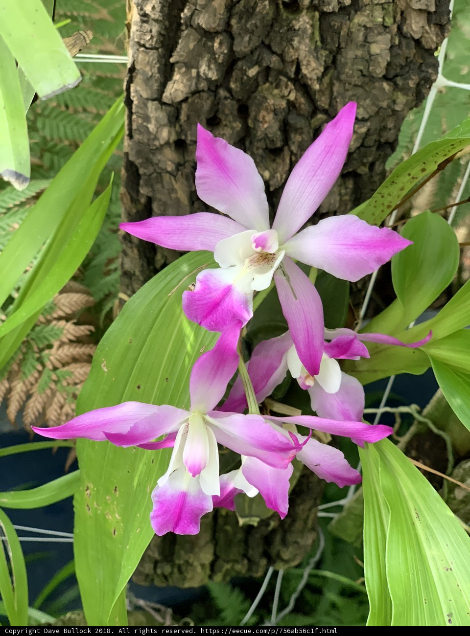 Majestic Orchid on a Tree