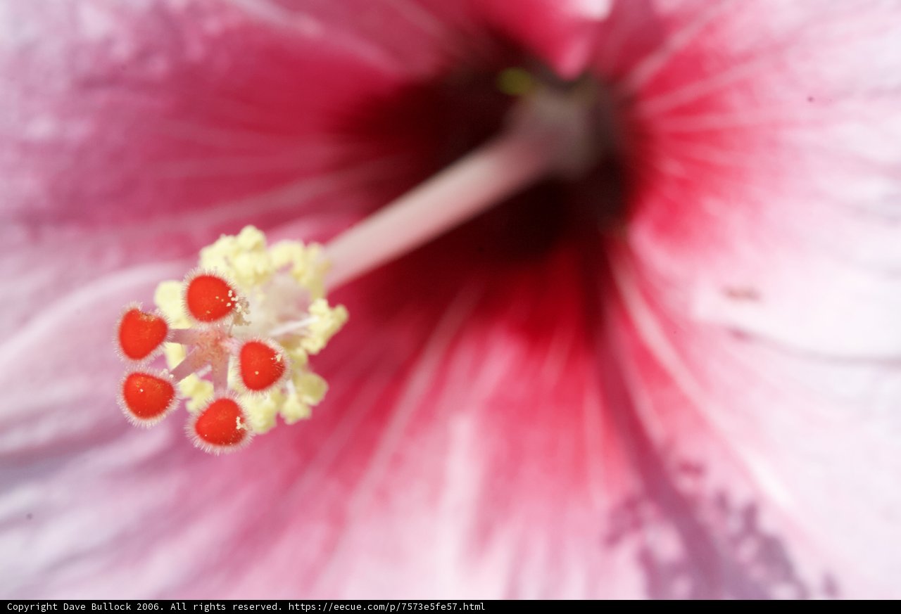 Pink flower with red stamen