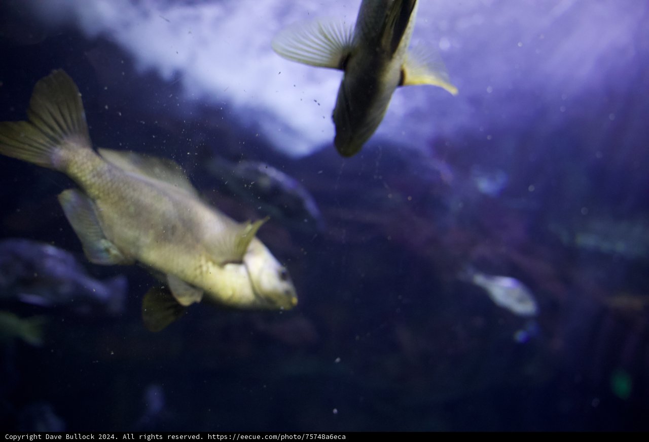 Synchronized Swimming - A Day in the Life of Two Fish