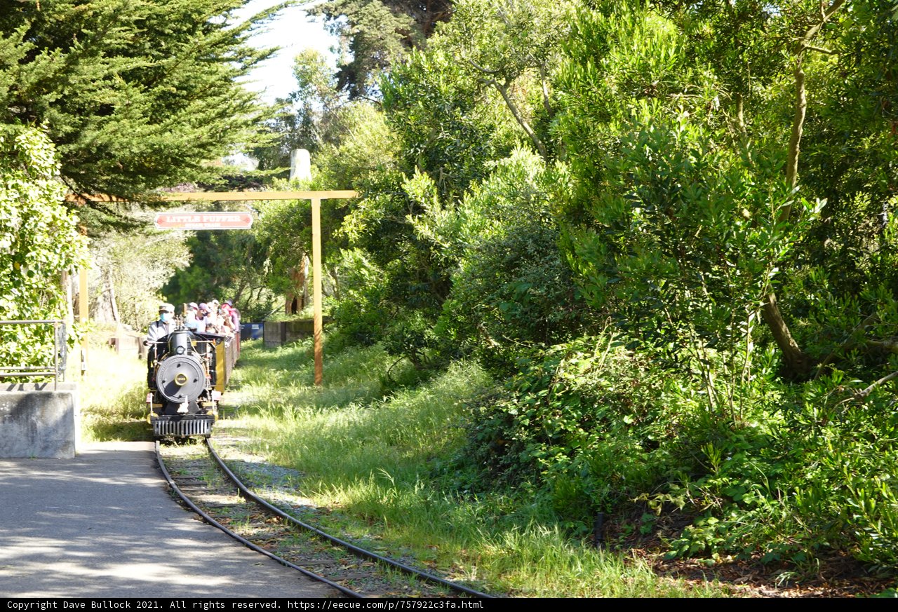 Train Ride Through the Woods