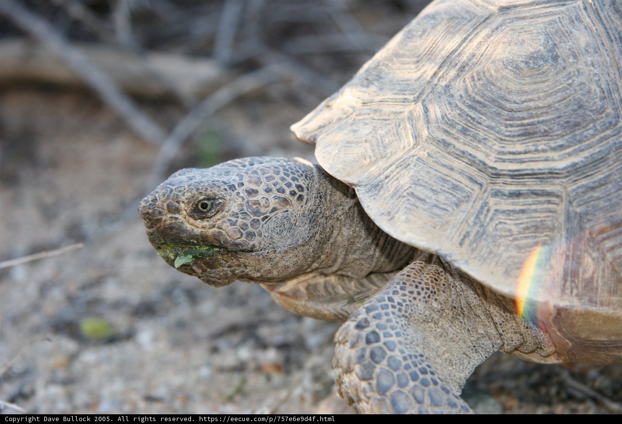 Inquisitive Tortoise
