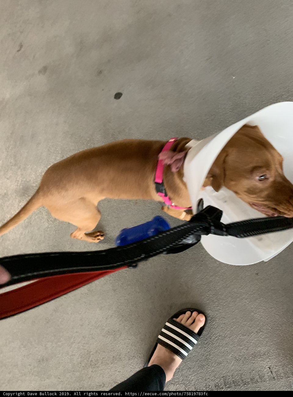 Cone of Shame