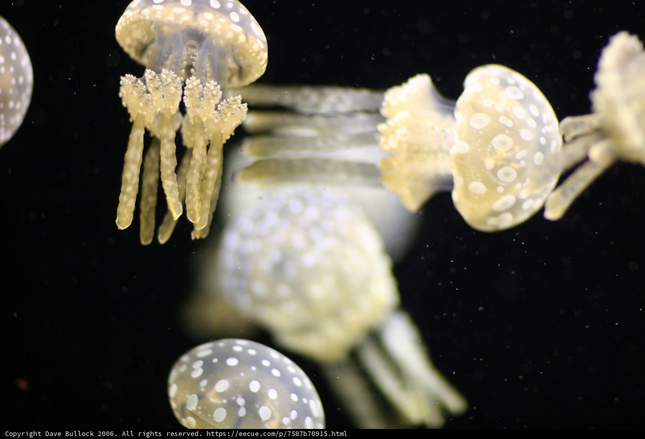 Jellyfish in their Underwater World
