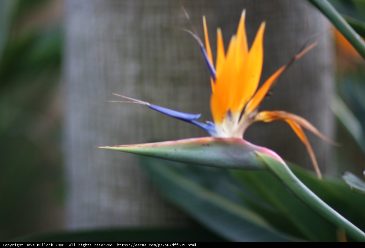 Beauty in Bloom