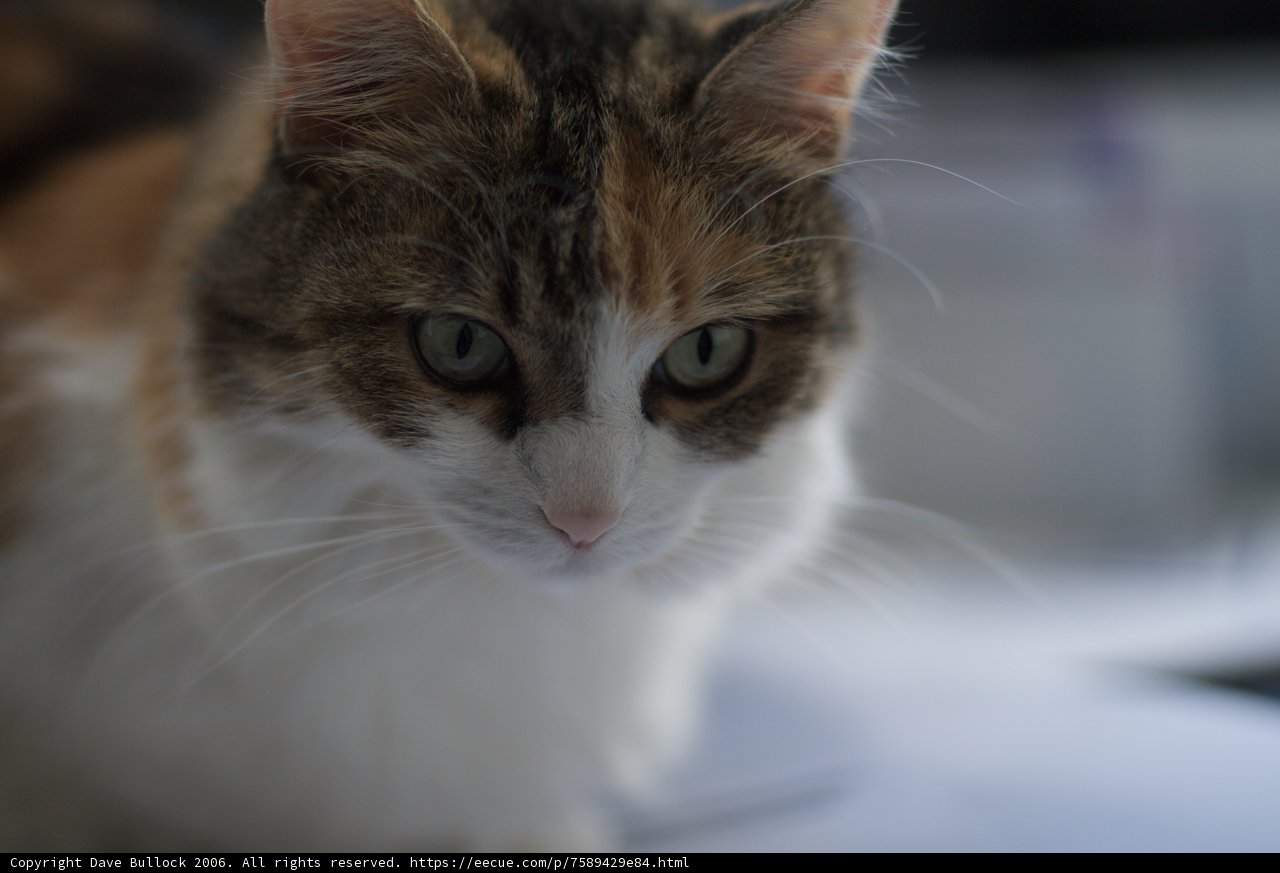 Intense gaze of a Manx Abyssinian mix