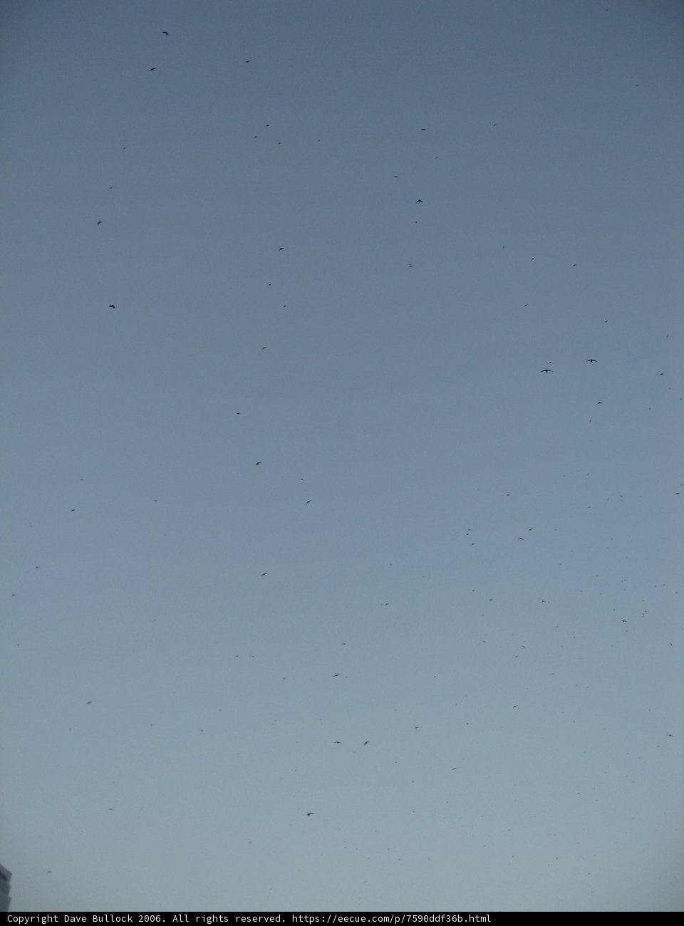 Flock of Stars