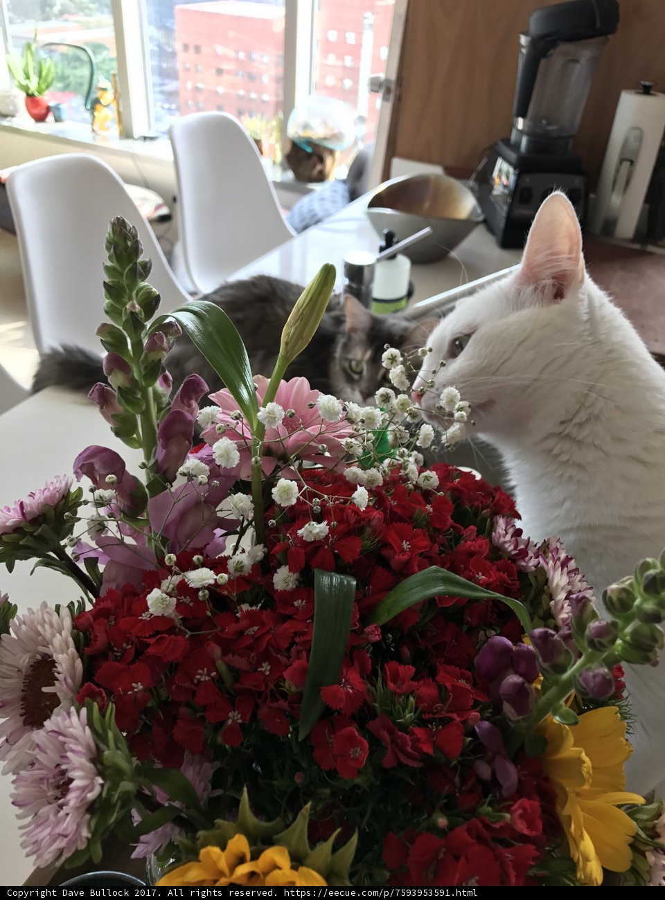 Feline and Floral Still Life