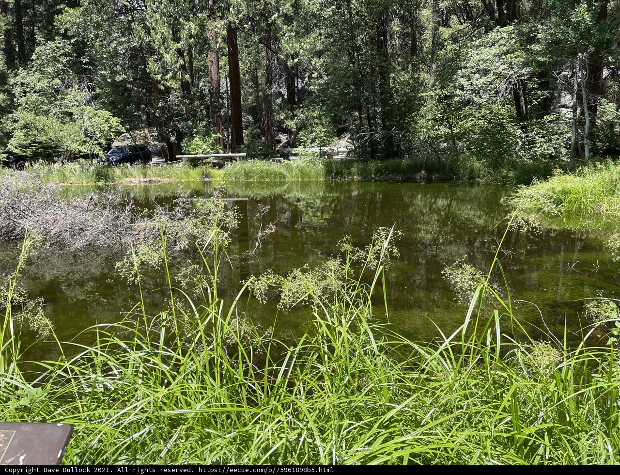 Serene Pond in the Yosemite Woods