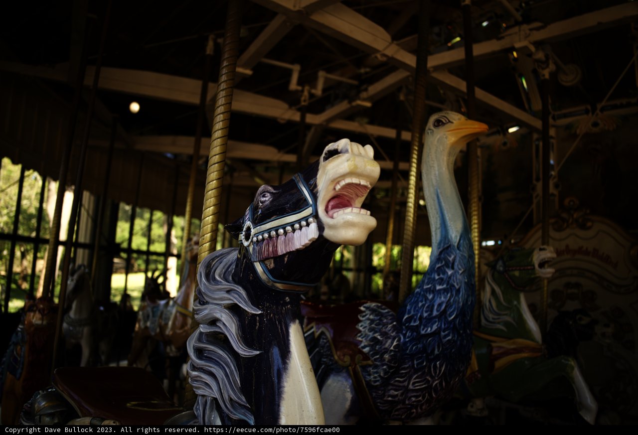 Feathery Visitor on Carousel