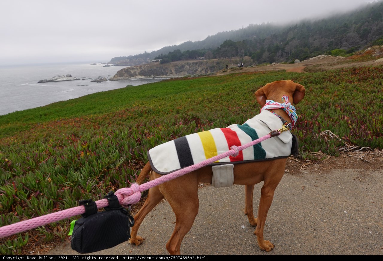 Colorful Accessory for Furry Friends