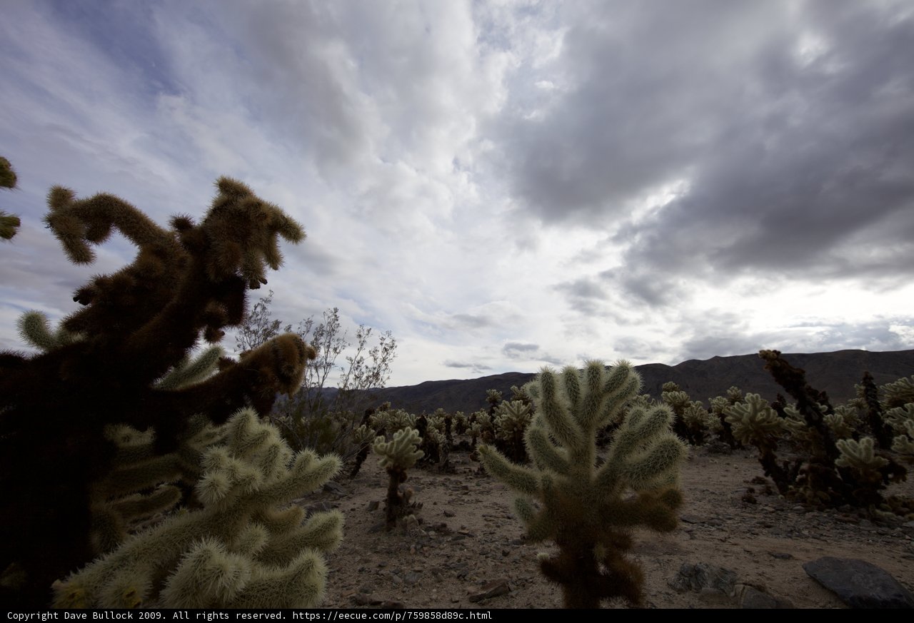 Majestic wildlife in the desert