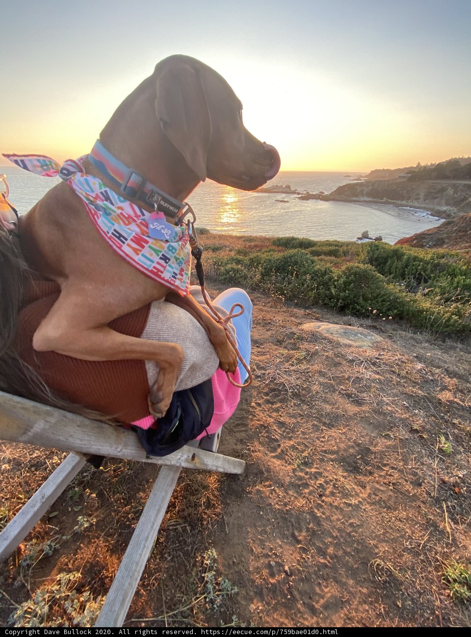 Sunset Relaxation with Furry Companion