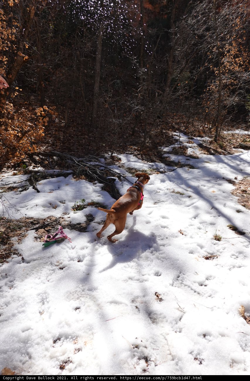 Winter Playtime with Fido
