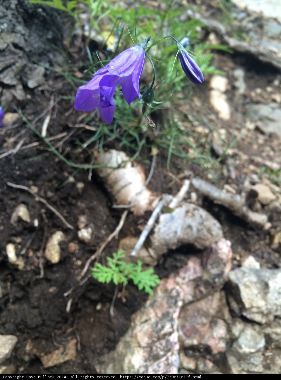 Beauty in the Wild