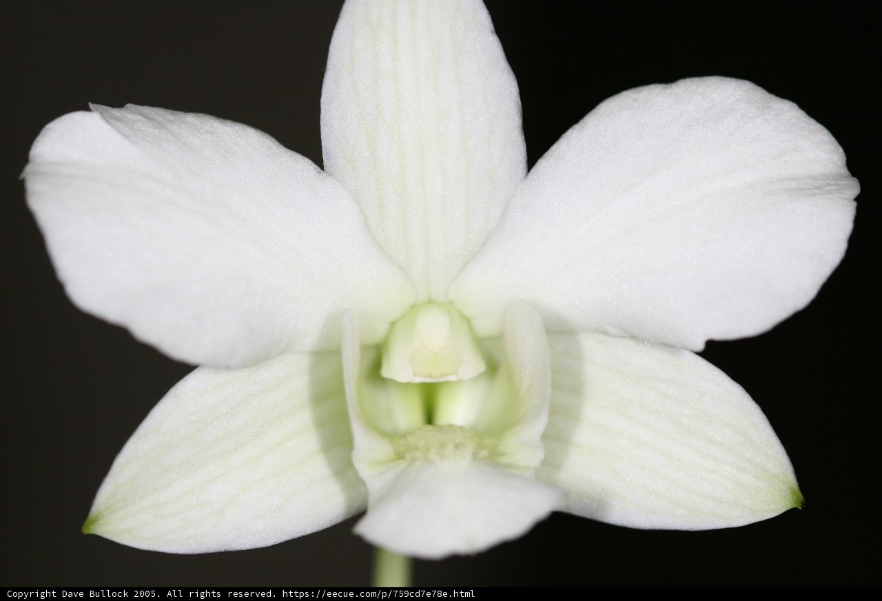 White Orchid with a Green Center