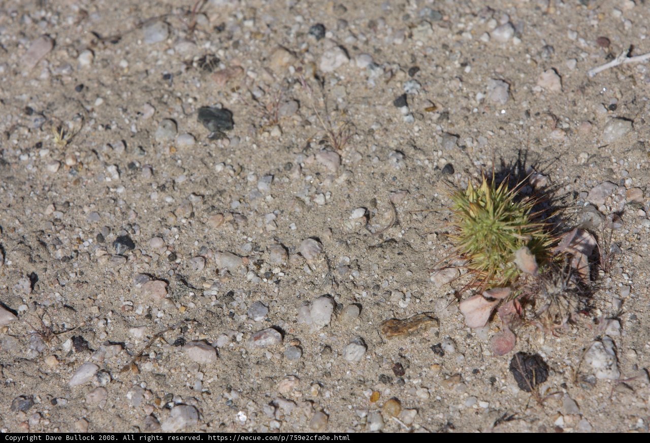 Tiny Plant Thriving amongst Rocky Terrain