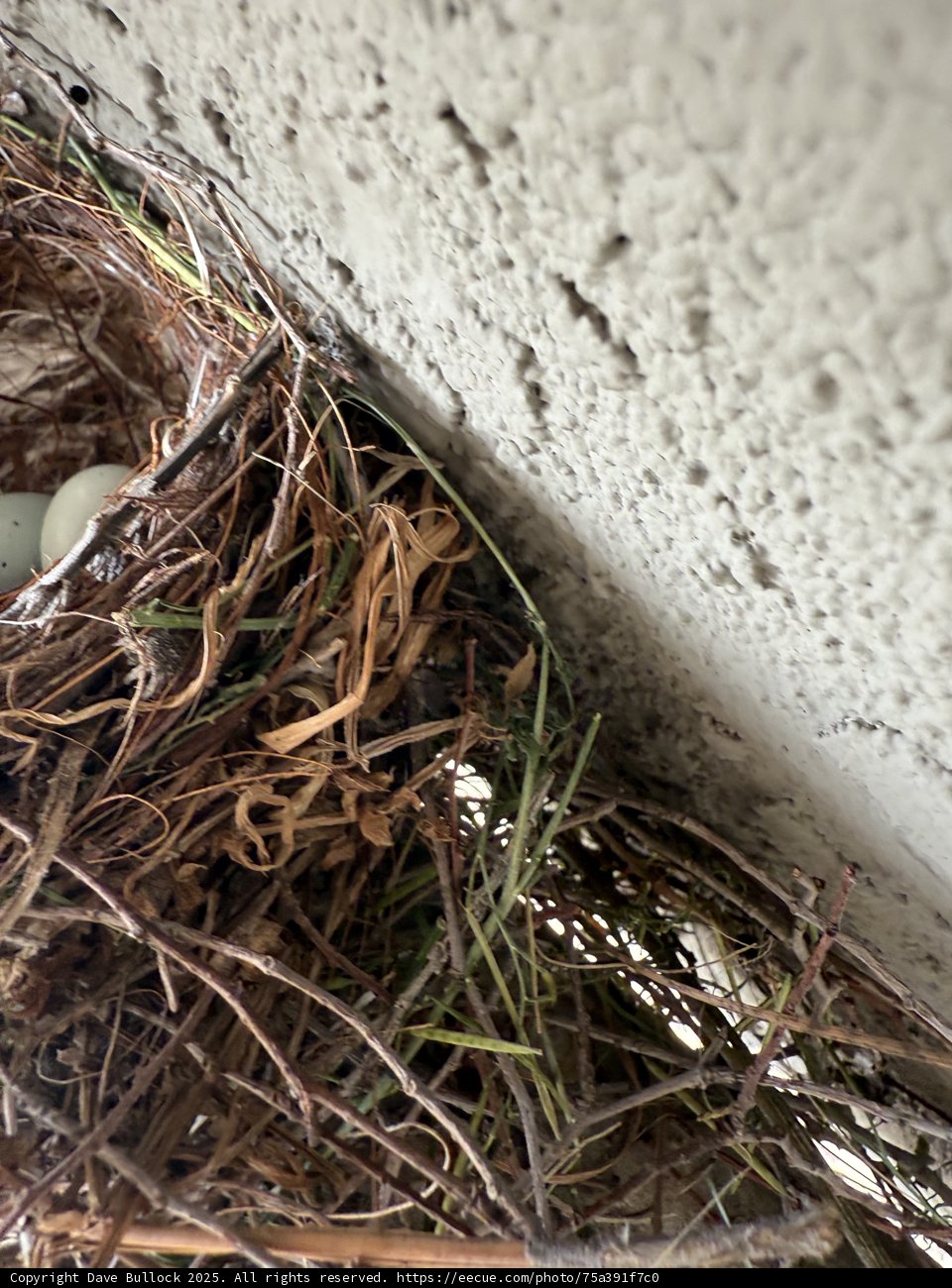 Nature's Cradle
