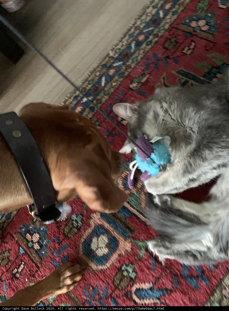 Canine and Feline Fun