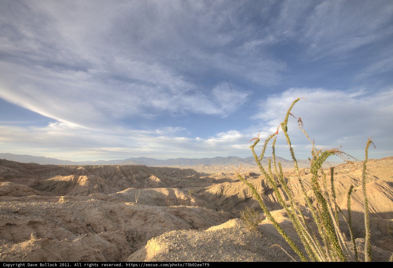 Desert Beauty