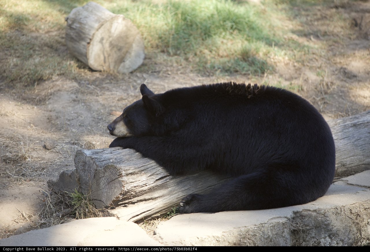 Furry Encounter: The Black Bear of SF Zoo