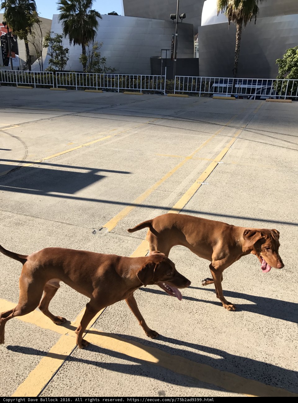 Two Ridgeback Dogs Strolling Through LA