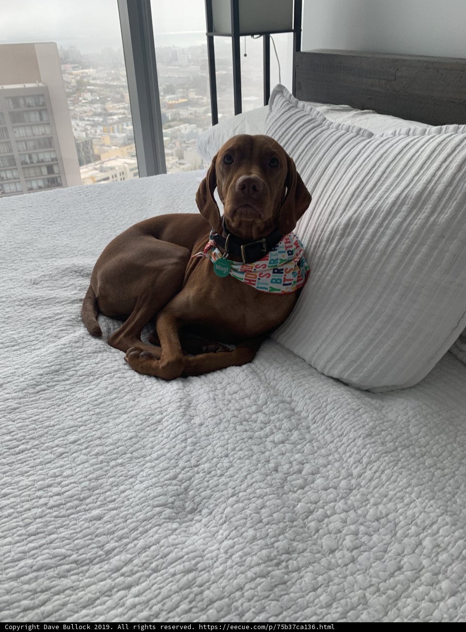 Cozy Vizsla