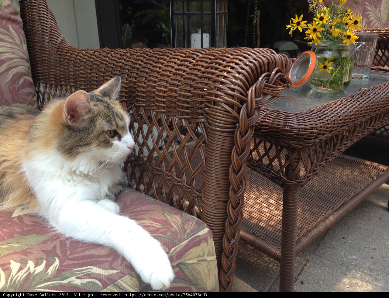 Comfy Cat Chair