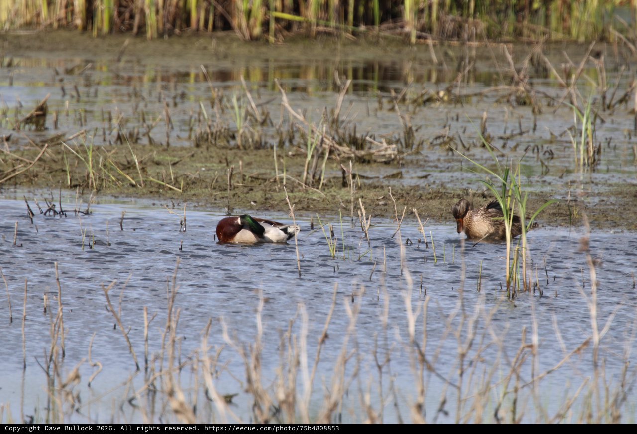 Canvasback Drake and Hen in Flooded Wetland Habitat