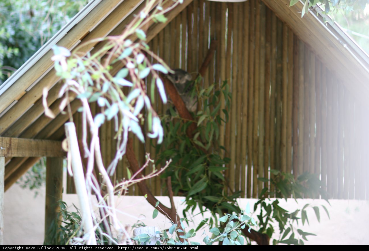 Lush Foliage on Porch Tree