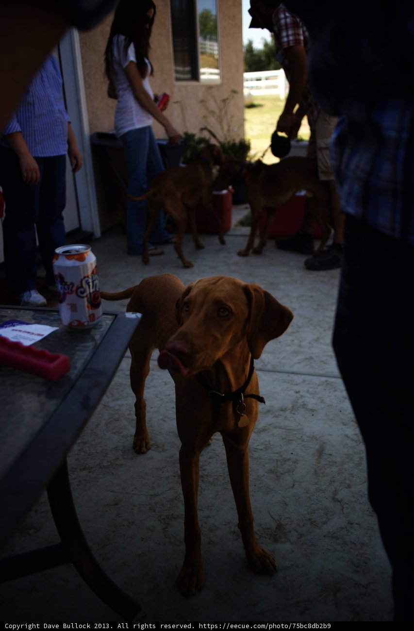 Canine Tea Party