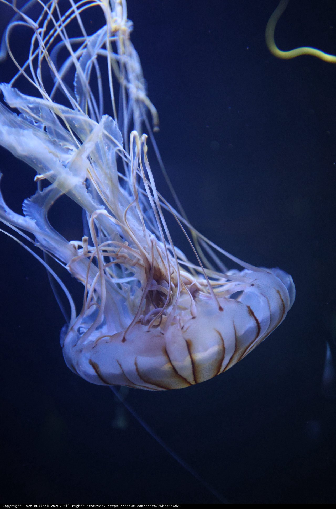 Ethereal Pacific Sea Nettle Drifting in Deep Blue