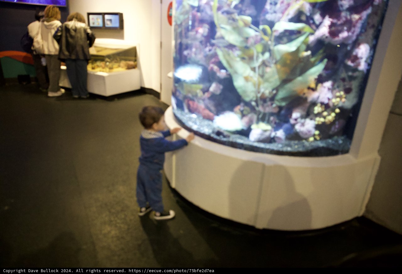Childlike Wonder at the Aquarium of the Bay, 2024