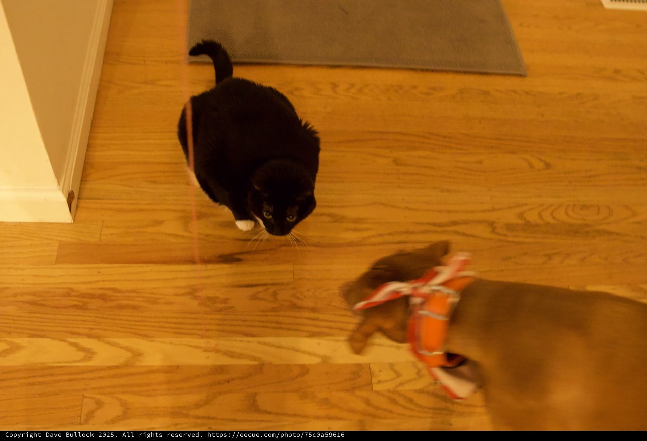 Black Cat Stalking Toy on Wooden Floor