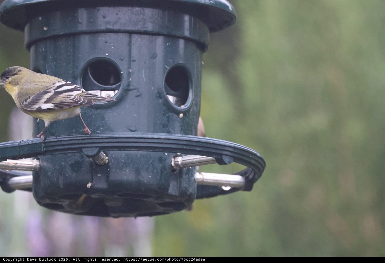 American Goldfinch at Green Tube Bird Feeder