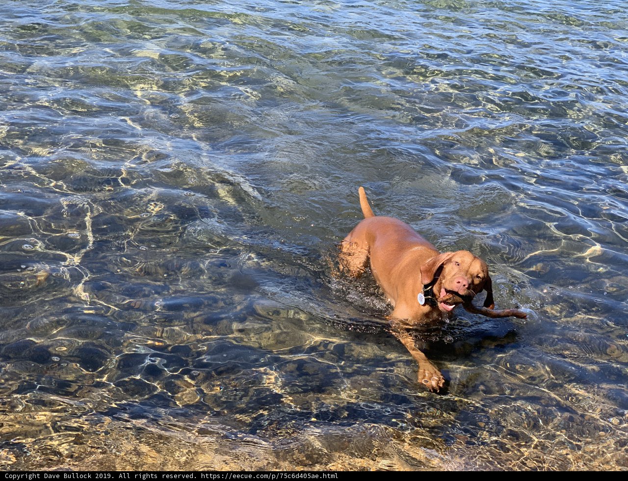 A Dog's Day Out on the Water