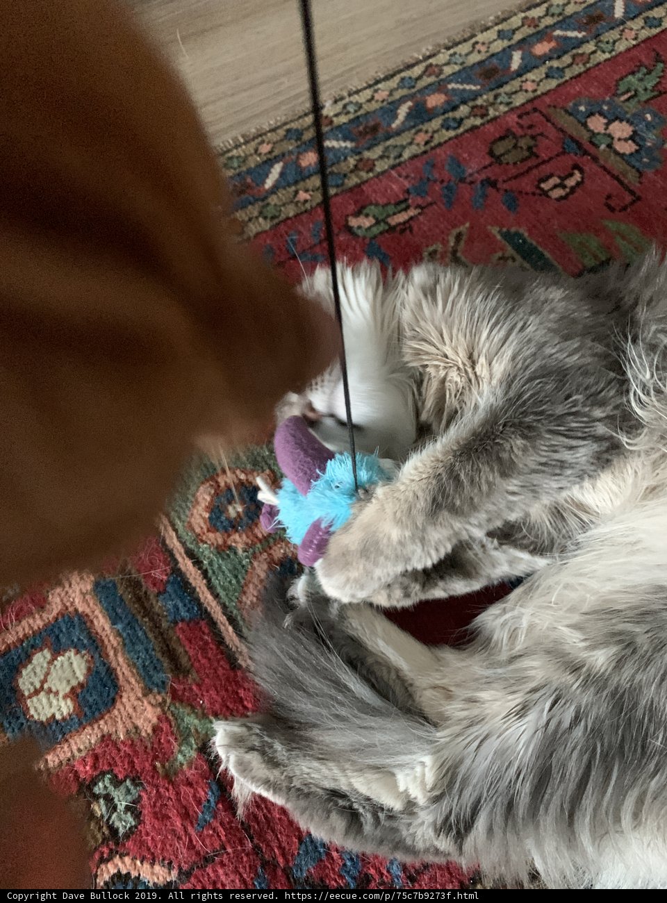 Feline Fun on Hardwood Flooring