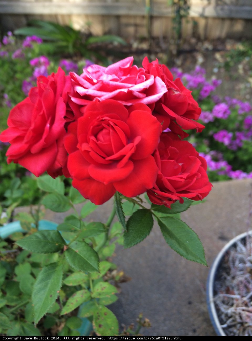 A Stunning Bouquet of Red Roses and Purple Geraniums
