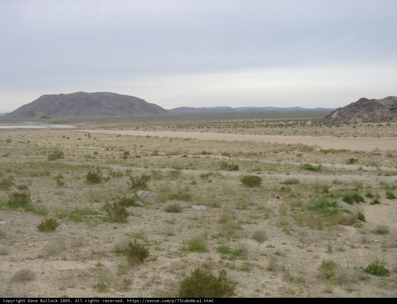 Serene Oasis in the Desert