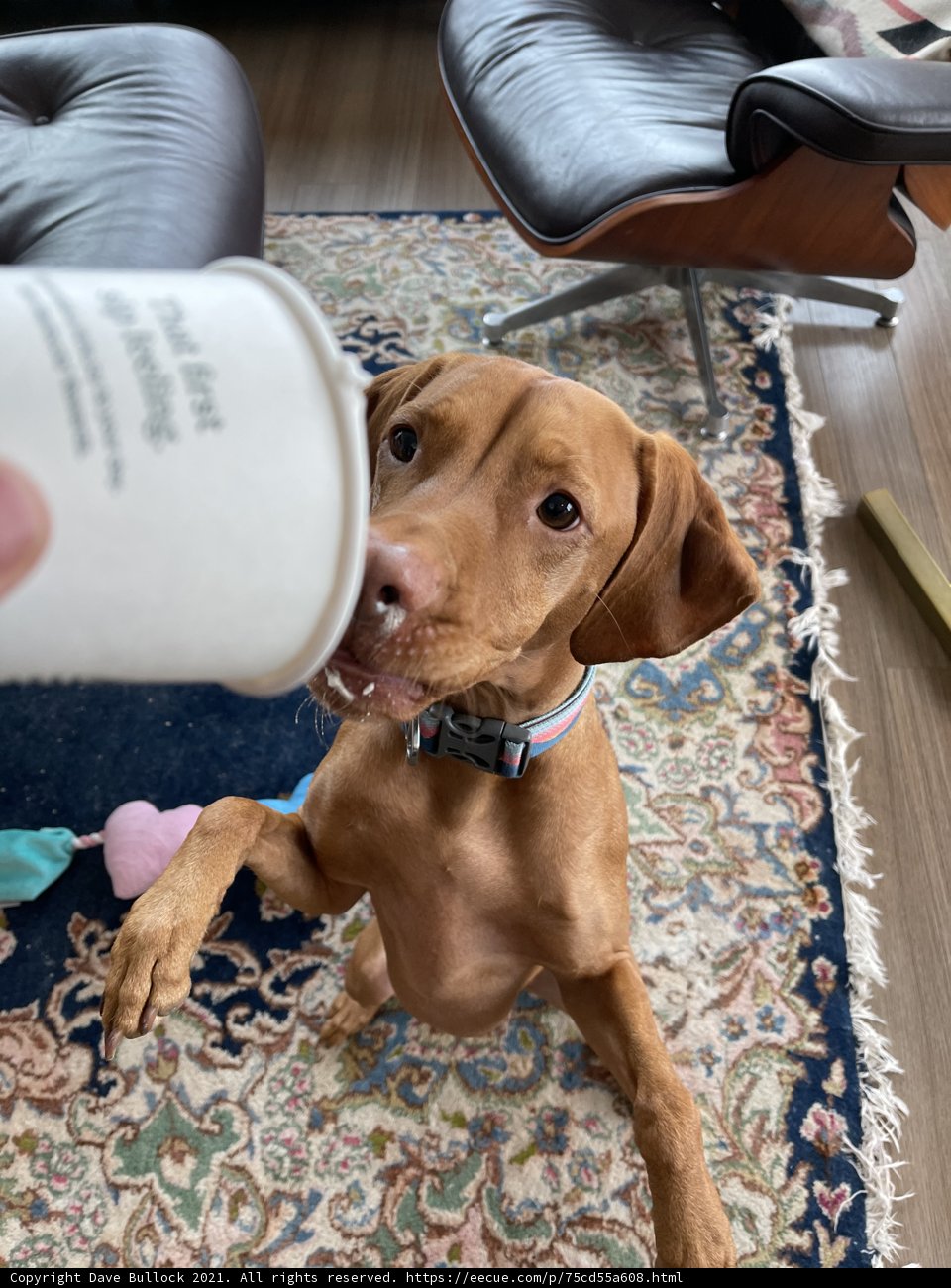 Canine Barista