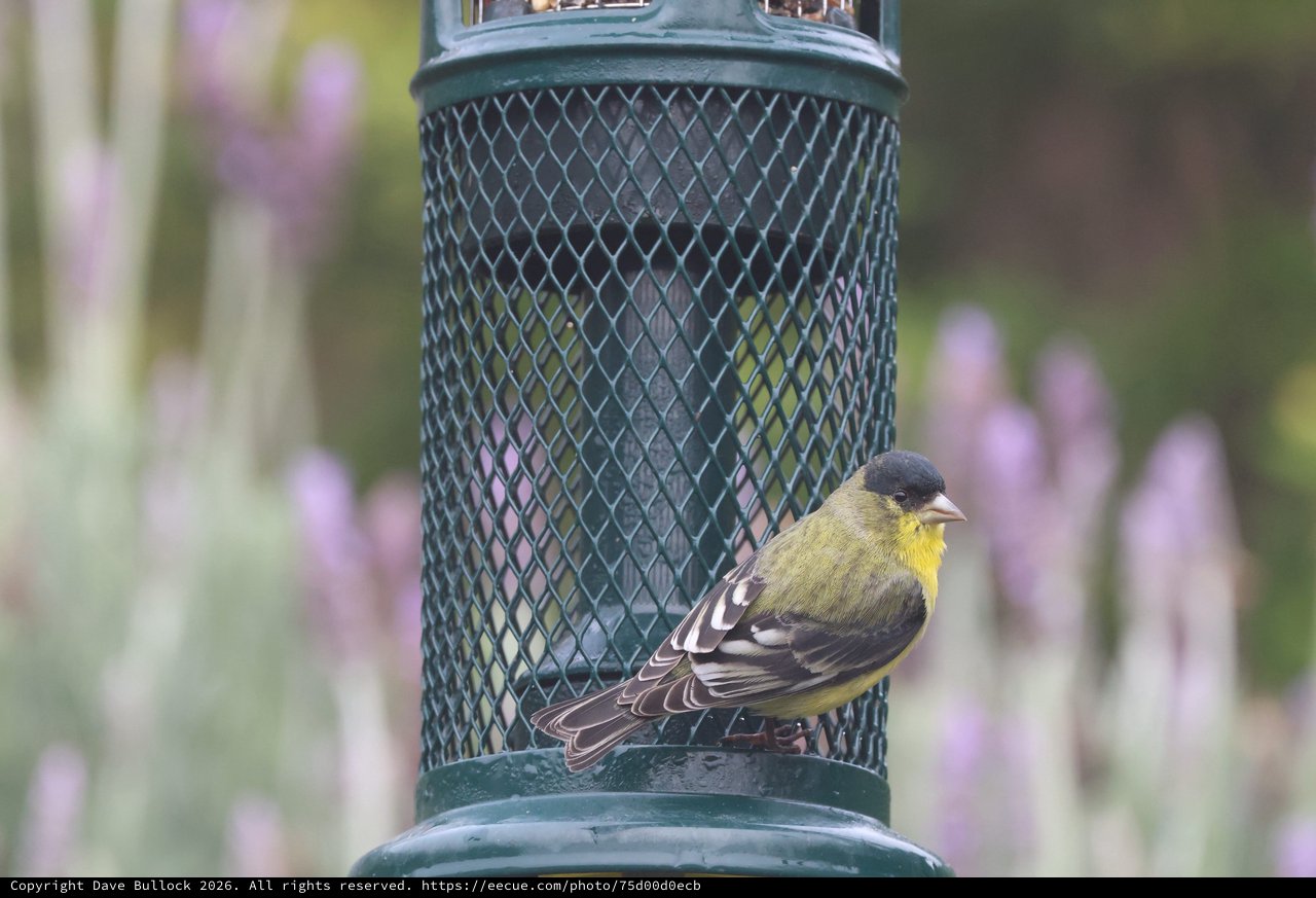 Lesser Goldfinch Perched at Backyard Bird Feeder