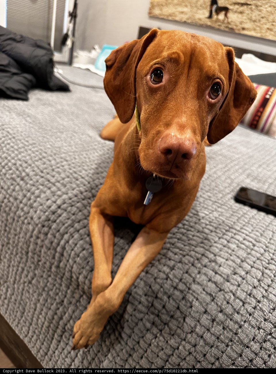 A Vizsla Puppy Taking Over the Bed