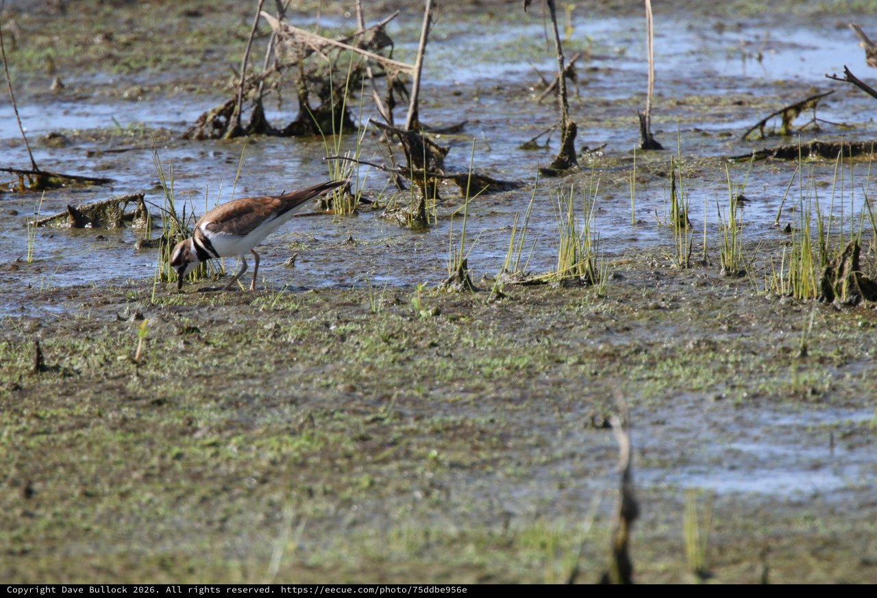 Killdeer Foraging in Shallow Wetland Waters