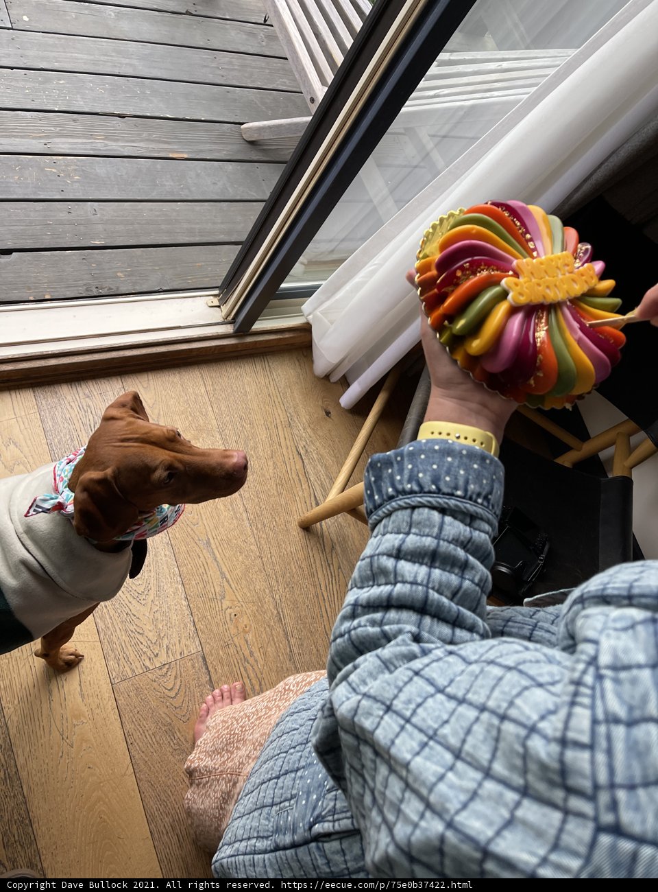 Colorful Flower and Dog Duo