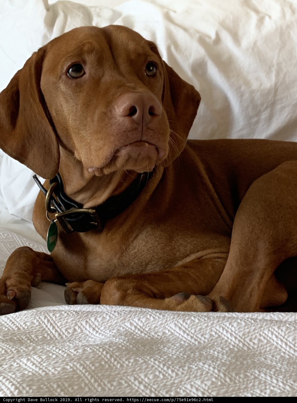 Comfy Canine