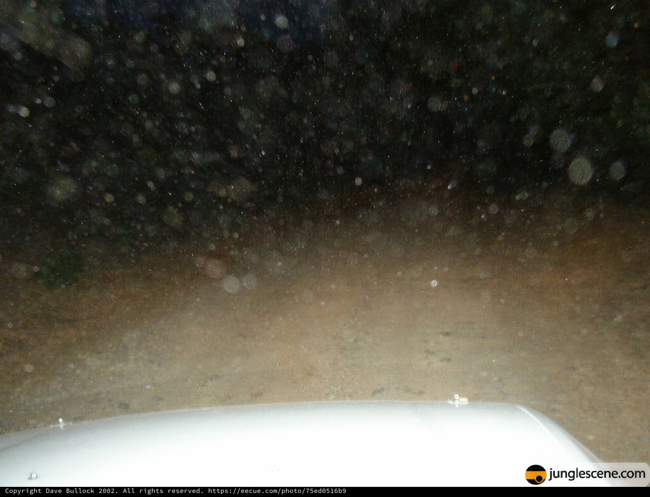 Night Ride Through Nature's Fury
