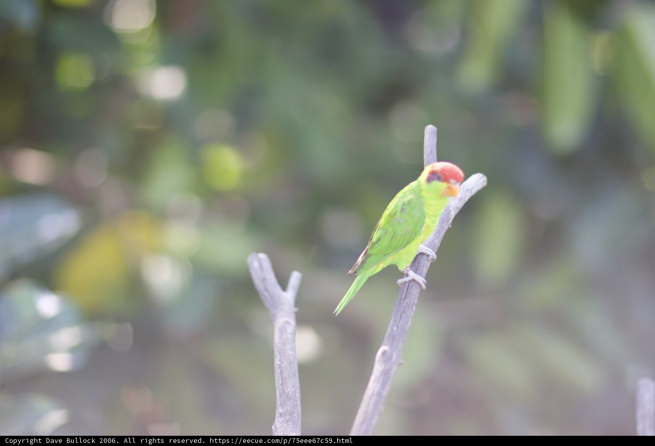 Parakeet Perched on Plant Branch