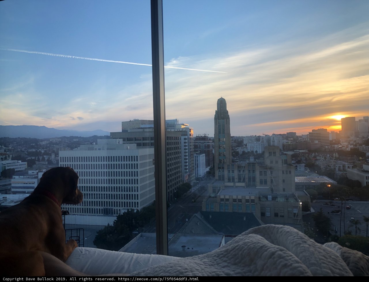 City Canine Watch