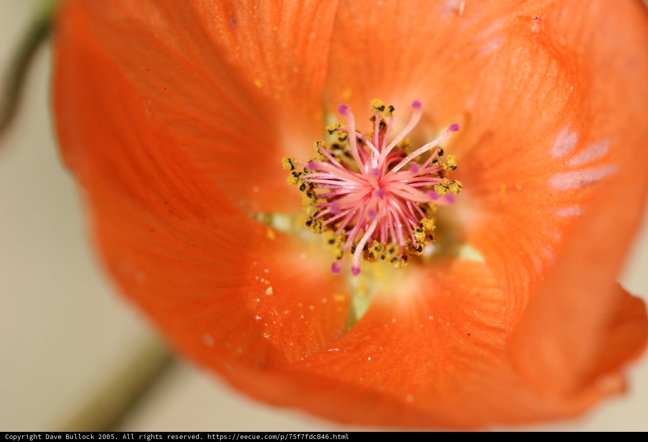 Radiant Orange Lily