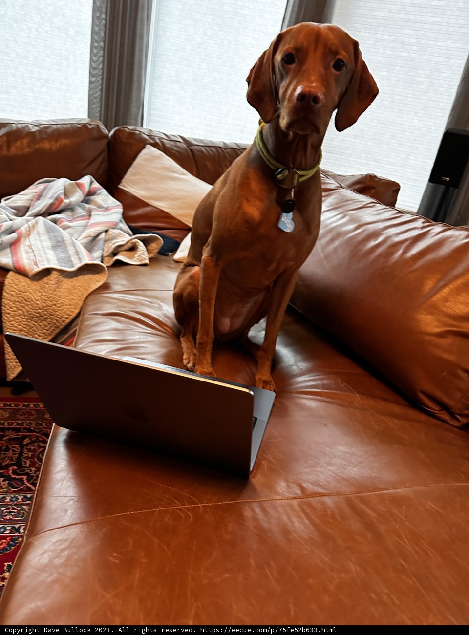 Work From Home with My Best Friend